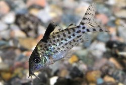 Brochis (sub-clade 3) agassizii