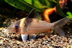 Brochis (sub-clade 3) ephippifera - Click for species page