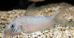 Brochis (sub-clade 3) heteromorpha - Click for species page