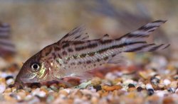 Brochis (sub-clade 3) robineae