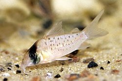 Brochis (sub-clade 3) sp. (C097)