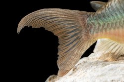 Brochis multiradiata
