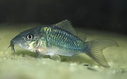 Brochis splendens