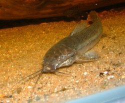 Callichthys callichthys