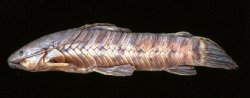 Callichthys serralabium - Click for species page