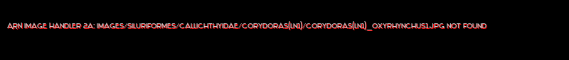 Corydoras (ln1) oxyrhynchus - Click for species data page