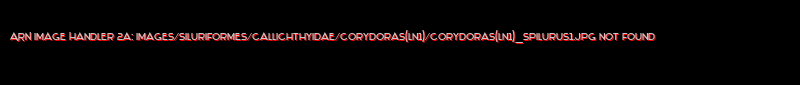 Corydoras(ln1) spilurus - Click for species page