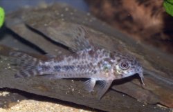 Corydoras (ln6) diphyes - Click for species data page