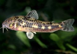 Corydoras (ln6) micracanthus - Click for species data page