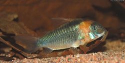 Corydoras (lineage 7) eques - Click for species data page