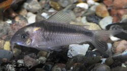 Corydoras (lineage 7) zygatus - Click for species data page