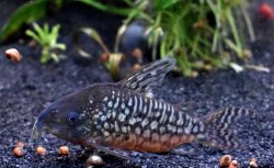 Corydoras (lineage 8 sub-clade 3) geryi - Click for species data page