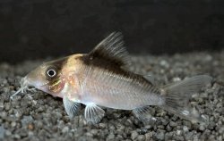 Corydoras (lineage 8 sub-clade 4) crypticus - Click for species data page