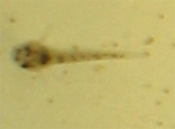 Corydoras (lineage 9) duplicareus