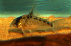 Corydoras (ln9) evelynae - Click for species data page