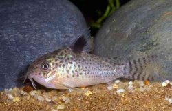 Corydoras (lineage 9) paragua - Click for species data page