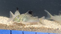 Corydoras acutus