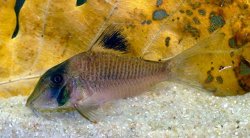 Corydoras amapaensis