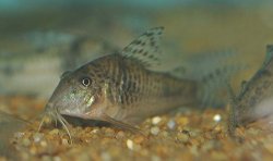 Corydoras aurofrenatus