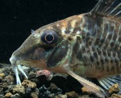 Corydoras blochi