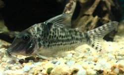 Corydoras blochi