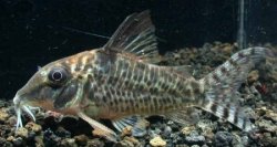 Corydoras blochi