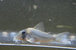 Corydoras caramater