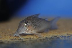 Corydoras cervinus