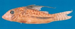 Corydoras filamentosus