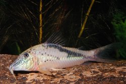 Corydoras fowleri - Click for species page