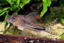 Corydoras fulleri