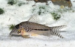 Corydoras fulleri