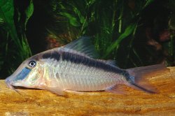 Corydoras narcissus - Click for species page