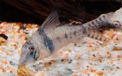 Corydoras orcesi