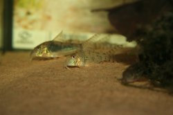 Corydoras orcesi