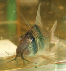 Corydoras orcesi