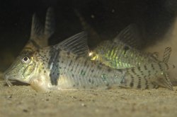 Corydoras orcesi