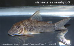 Corydoras sarareensis - Click for species page