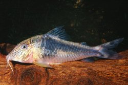 Corydoras semiaquilus