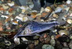 Corydoras semiaquilus