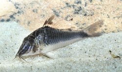 Corydoras semiaquilus