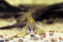 Corydoras semiaquilus