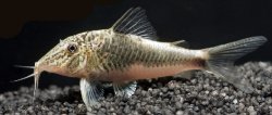 Corydoras semiaquilus