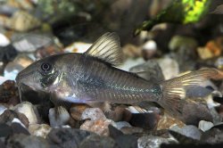 Corydoras septentrionalis - Click for species page