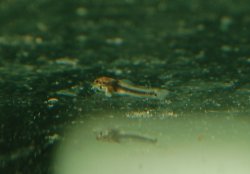 Corydoras serratus