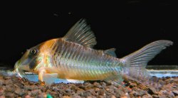 Corydoras serratus