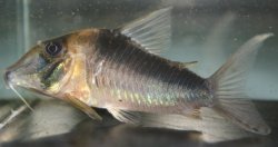 Corydoras serratus