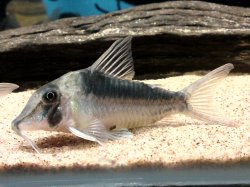 Corydoras serratus