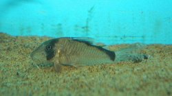 Corydoras simulatus