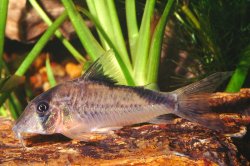 Corydoras simulatus